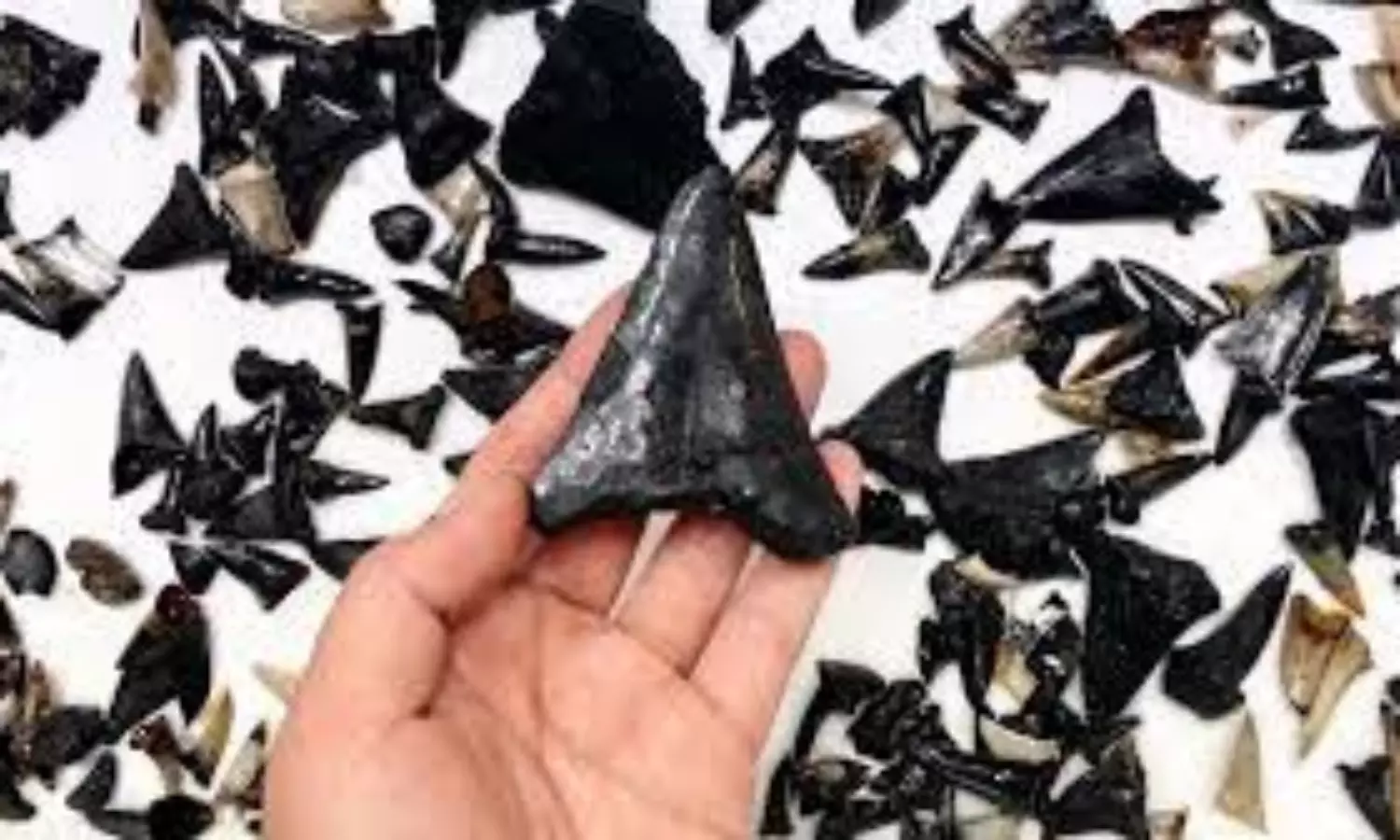 Fossilised shark graveyard discovered at the bottom of Indian Ocean