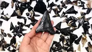 Fossilised shark graveyard discovered at the bottom of Indian Ocean