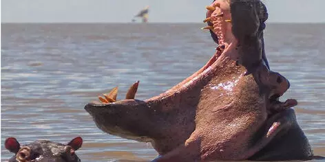 Hippo swallows 2-year-old in Uganda, before spitting him out