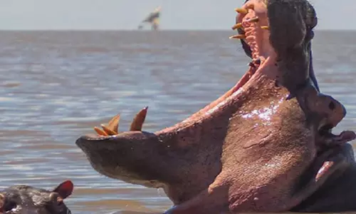 Hippo swallows 2-year-old in Uganda, before spitting him out