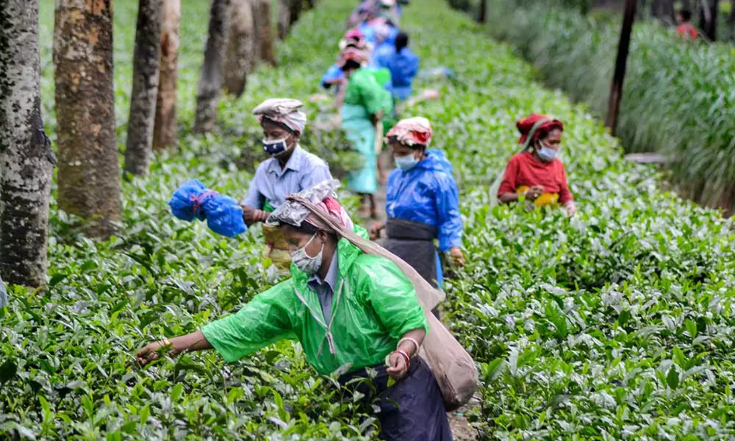 Speciality tea Manohari Gold Tea from Assam auctioned for Rs 1.15 lakh per kg