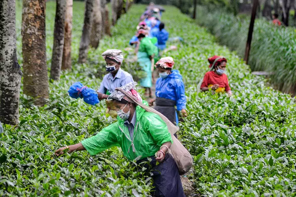 Speciality tea Manohari Gold Tea from Assam auctioned for Rs 1.15 lakh per kg Speciality tea Manohari Gold Tea from Assam auctioned for Rs 1.15 lakh per kg