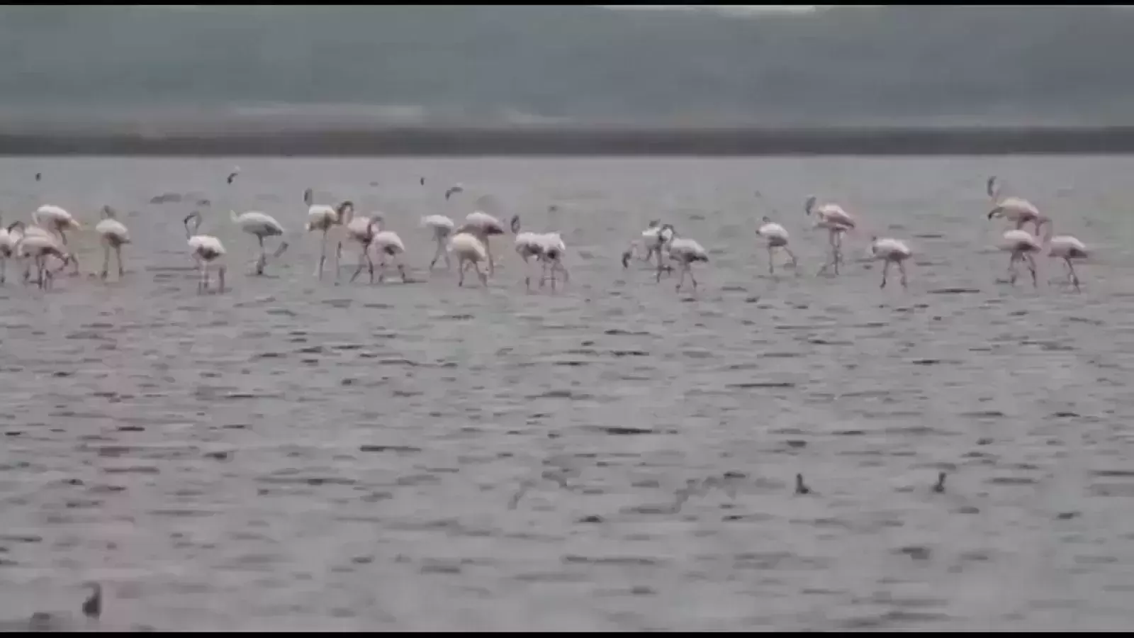 A flock of flamingos spotted at Tamil Nadu, Netizens shower love on the video