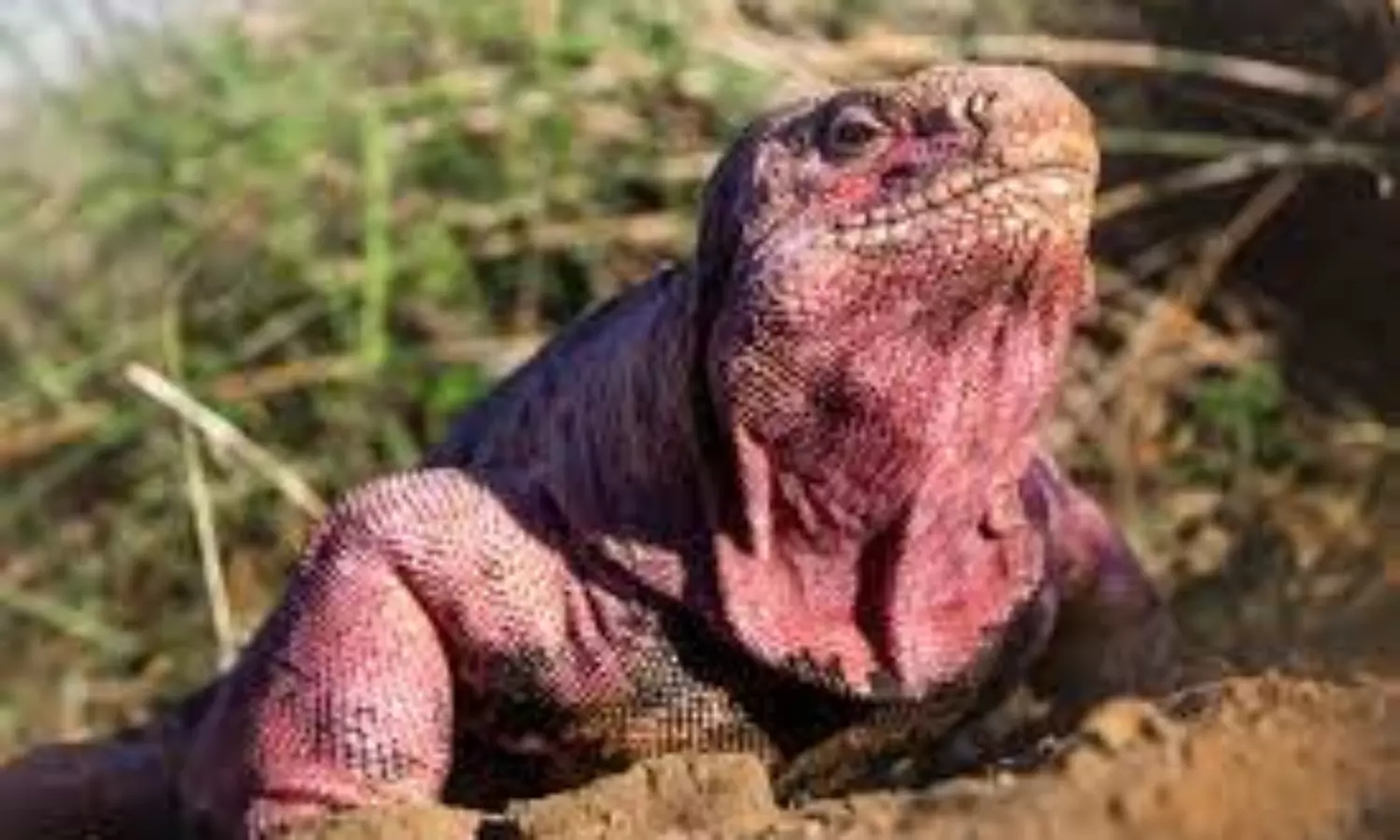 Critically endangered pink iguana hatchlings found in the Ecuadorian archipelago