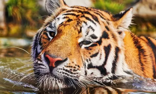 Forest officer shares video of tiger inspecting plastic bag, asks people to be responsible