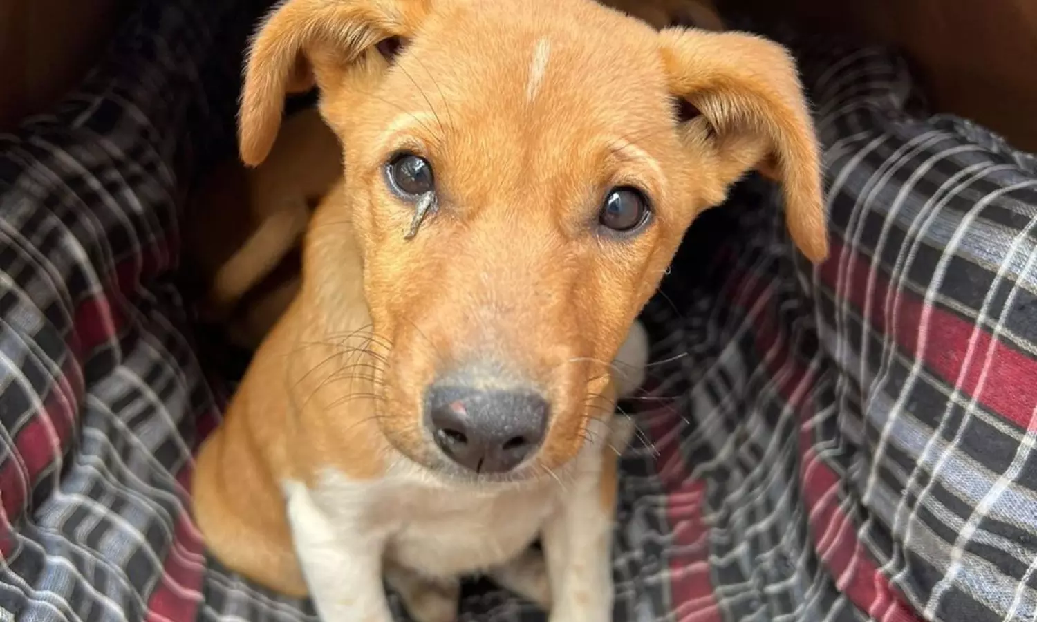 Innovative shelter keeps stray dogs warm, Video goes viral