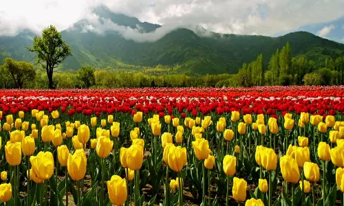 New Delhi to plant lakh tulips ahead of G20 Summit next year