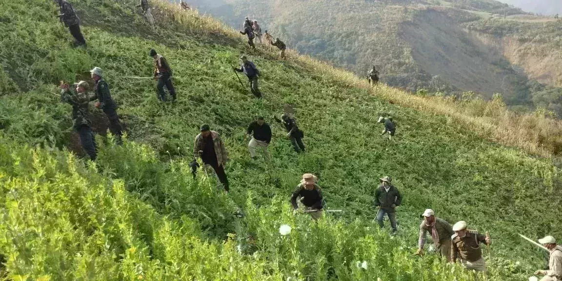 poppy farm