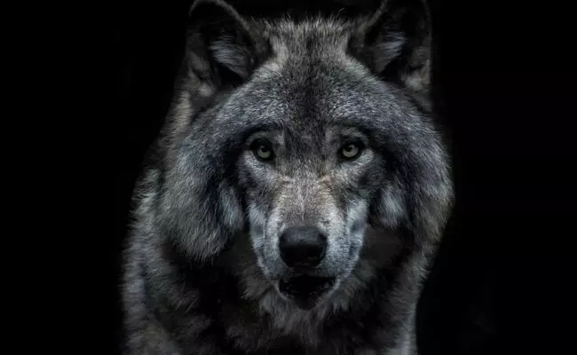 18 lakh spent by Japanese man for realistic wolf costume