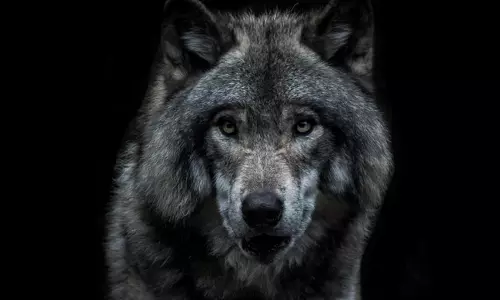18 lakh spent by Japanese man for realistic wolf costume