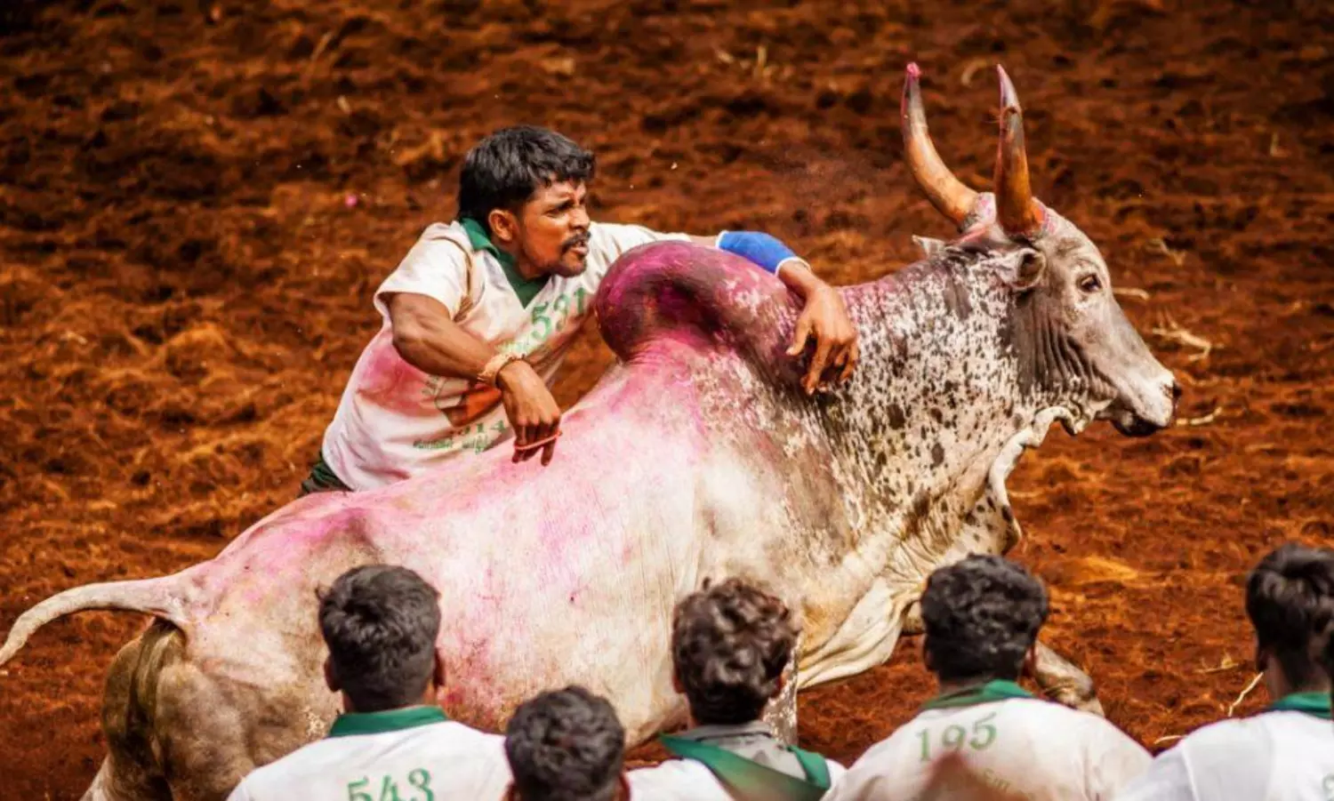 74 get injured in TNs first Jallikettu event of the season