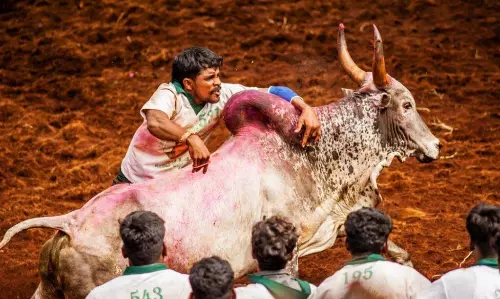 74 get injured in TNs first Jallikettu event of the season