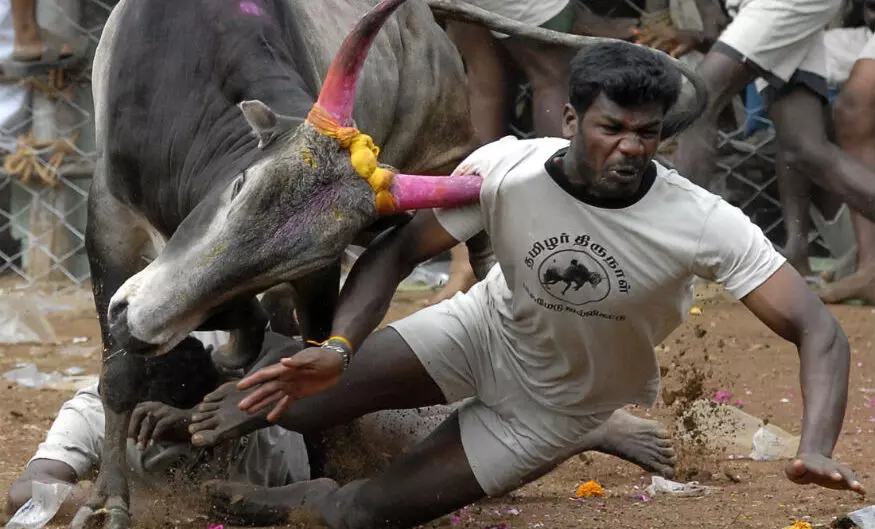 14-year-old gored to death by Jallikattu bull in Tamil Nadu
