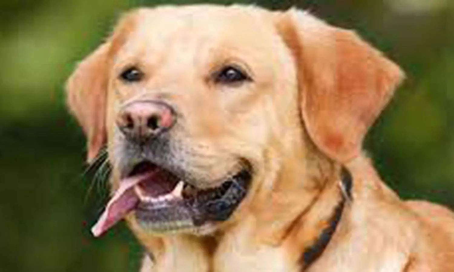 TN famer killed for not calling neighbours pet dogs by their names