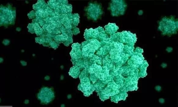 norovirus