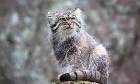 pallas cat