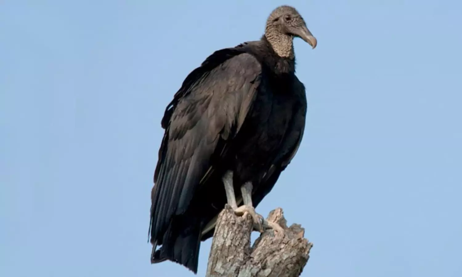 black vulture