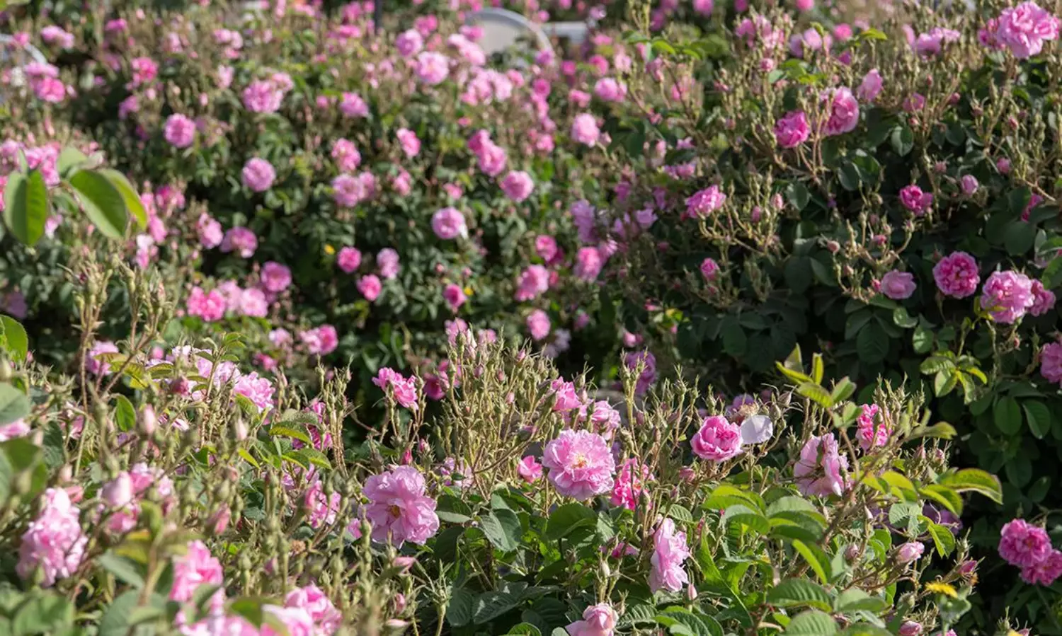 Taif: Explore the City of Roses