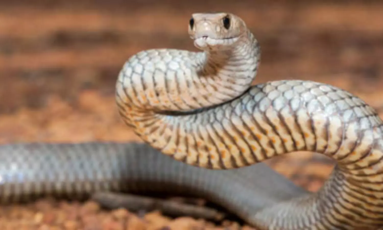 Australian man dies of snakebite in front of his wife: Report