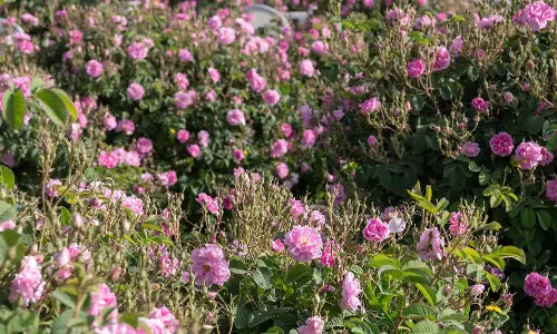 Taif: Explore the City of Roses