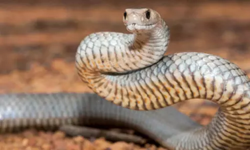Australian man dies of snakebite in front of his wife: Report