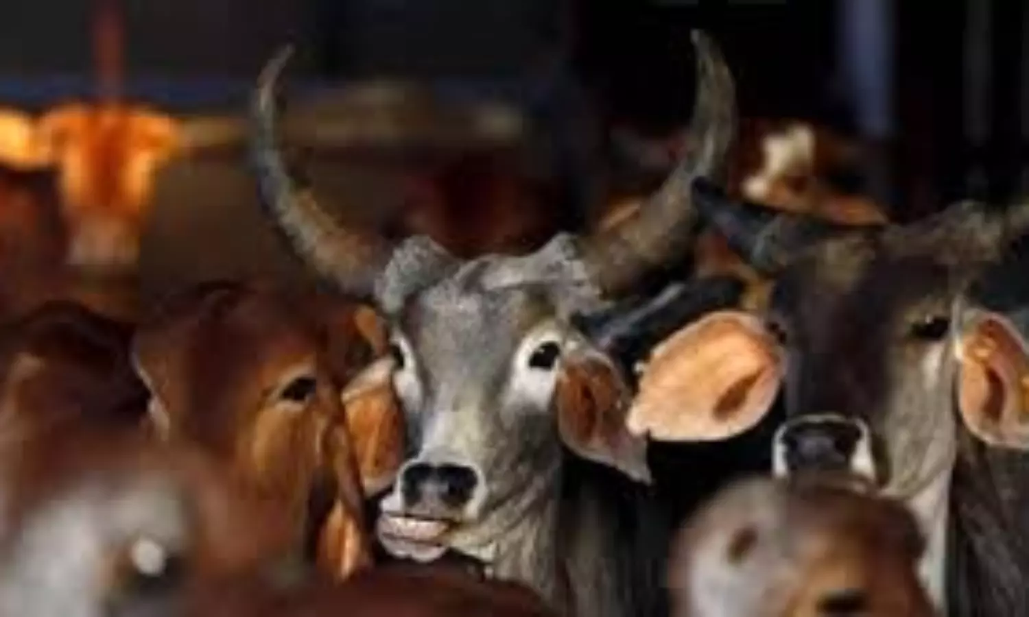 Need for Tuberculosis control in animals- for Tuberculosis elimination