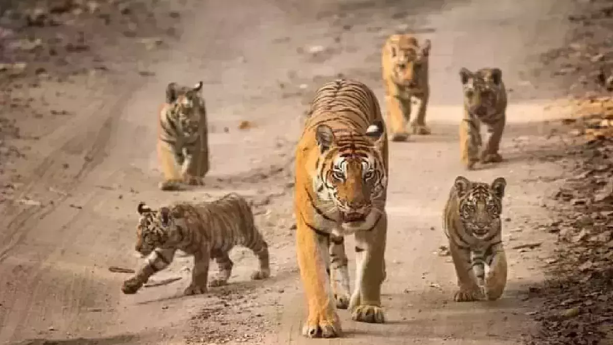 Five tiger cubs born in Madhya Pradeshs Kanha Tiger Reserve