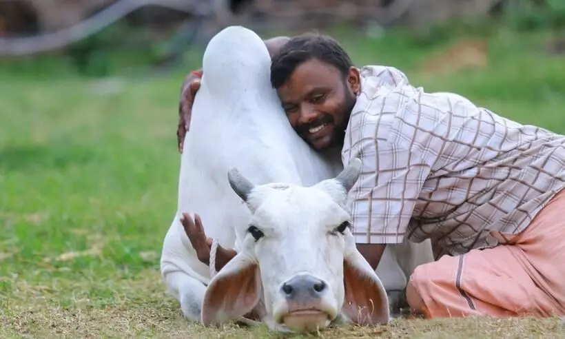 Centre withdraws Cow Hug Day call issued for Feb 14