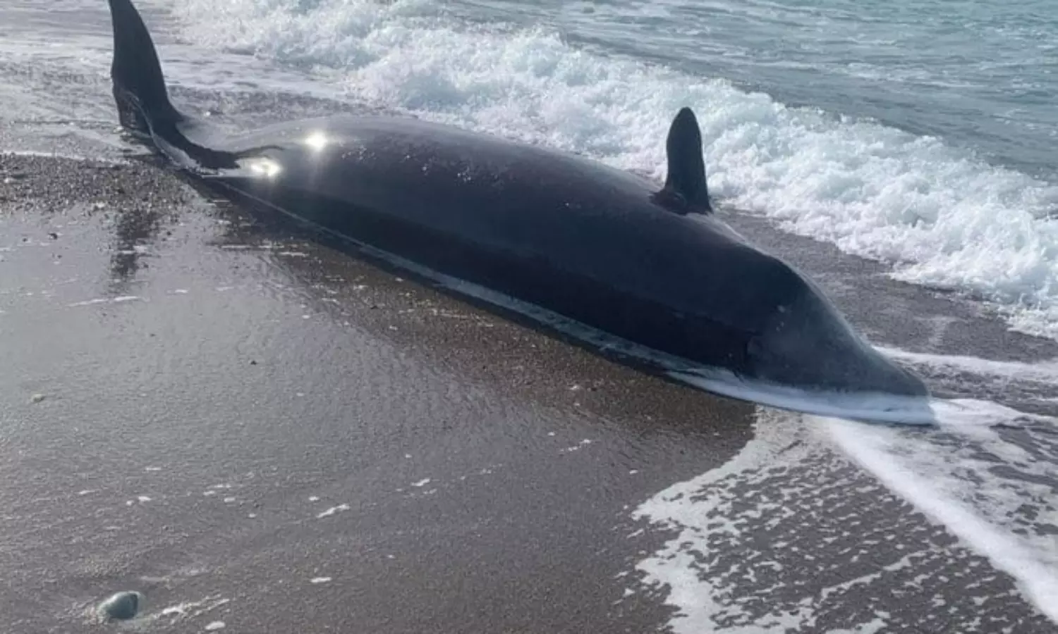 Whales wash up dead on Cyprus coast