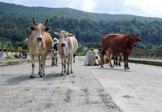 Cows run over by train in UP, 11 die Cows run over by train in UP, 11 die