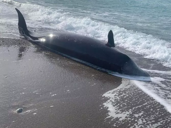 Whales wash up dead on Cyprus coast