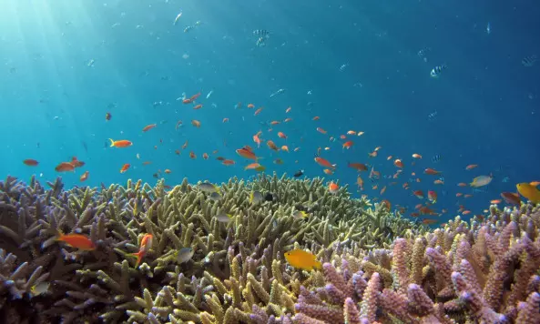 Saudi authorities sign crucial marine life protection agreement