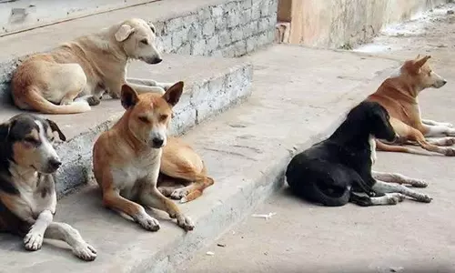 stray dogs