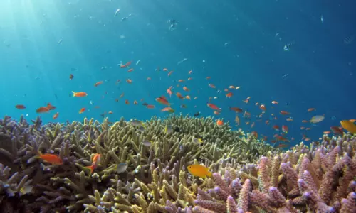 Saudi authorities sign crucial marine life protection agreement