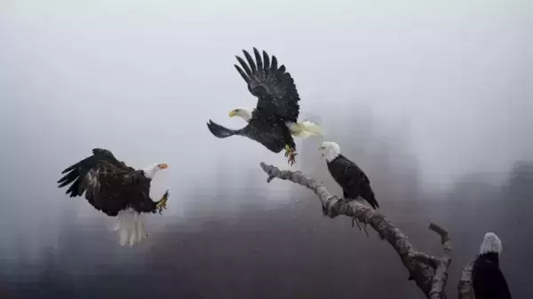 Dance of the eagles