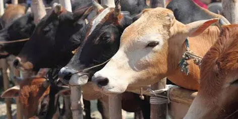 Delhi man arrested for cow slaughtering near a temple, remnants seized