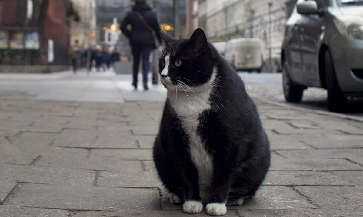 cat, Poland