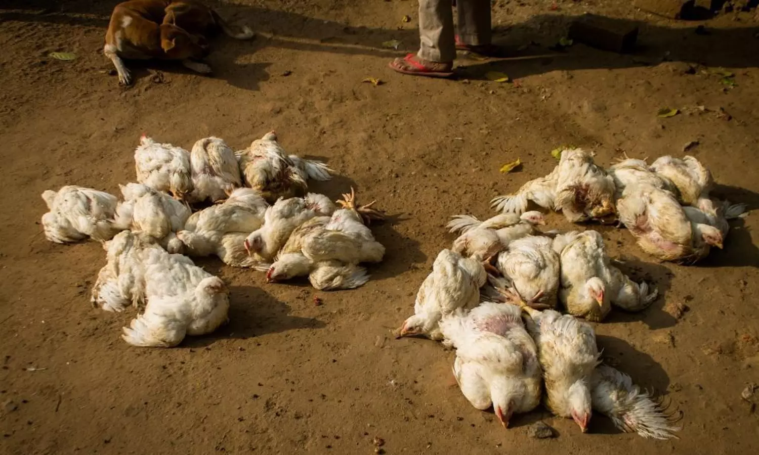 bird flu