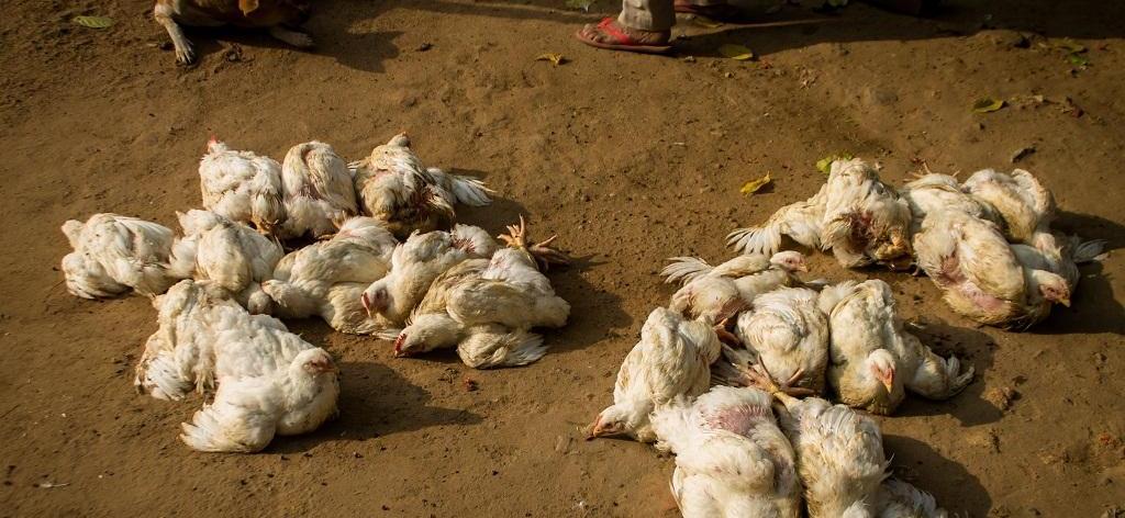 Australia reports 1st human case of bird flu in child who visited India