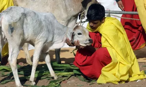 Anyone who kills cow deemed to rot in hell; ban cow slaughter, declare cow as national animal: Allahabad HC