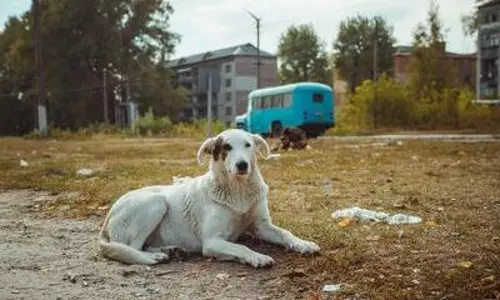 Chernobyl dogs