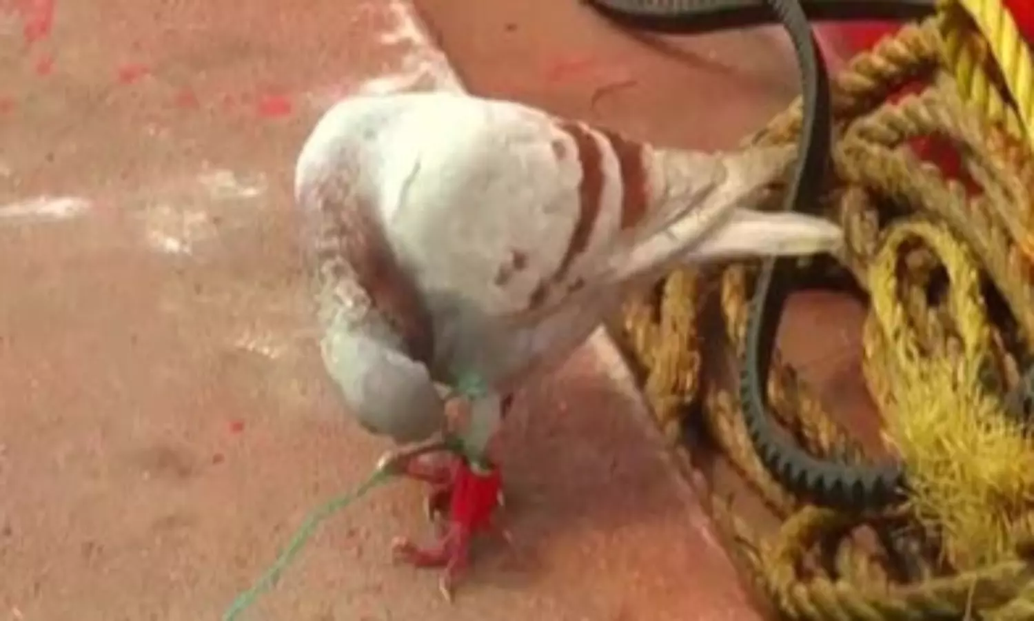 Suspected spy pigeon fitted with camera caught off Odisha coast