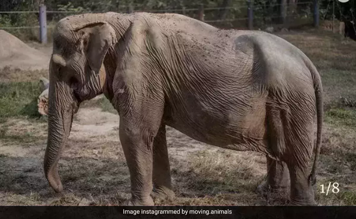 Elephant with deformed back goes viral, netizens call out tourist rides in Thailand