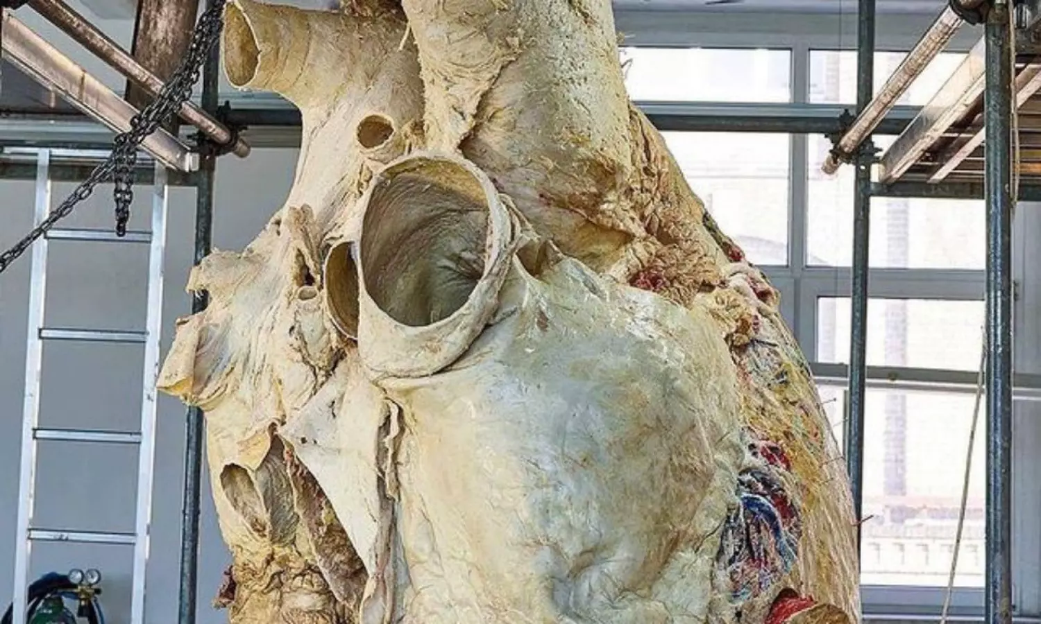 whale heart
