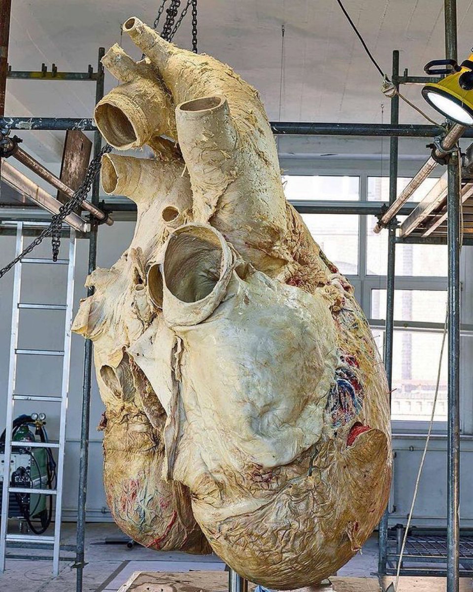 whale heart