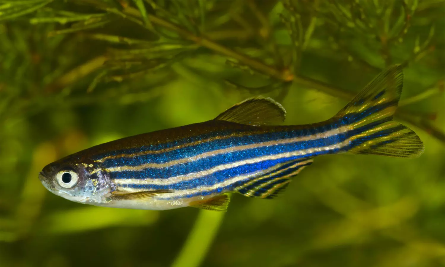 zebrafish