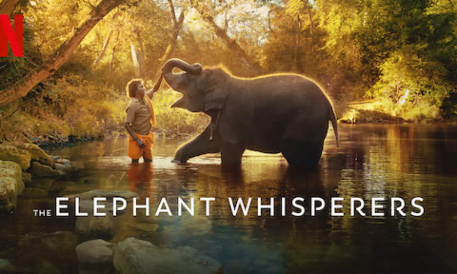 Google searches on "The Elephant Whisperers" gets an 8,164% increase!