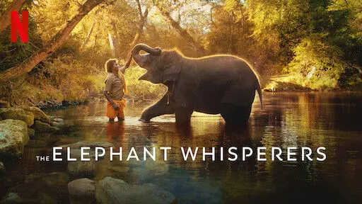 Google searches on The Elephant Whisperers gets an 8,164% increase!