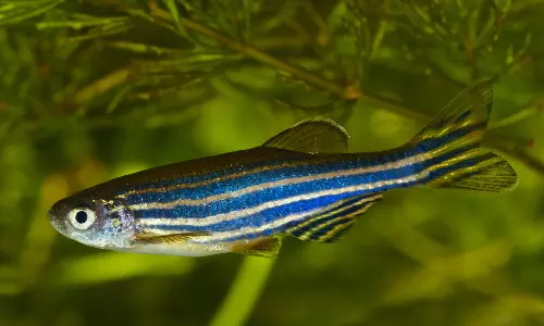 zebrafish