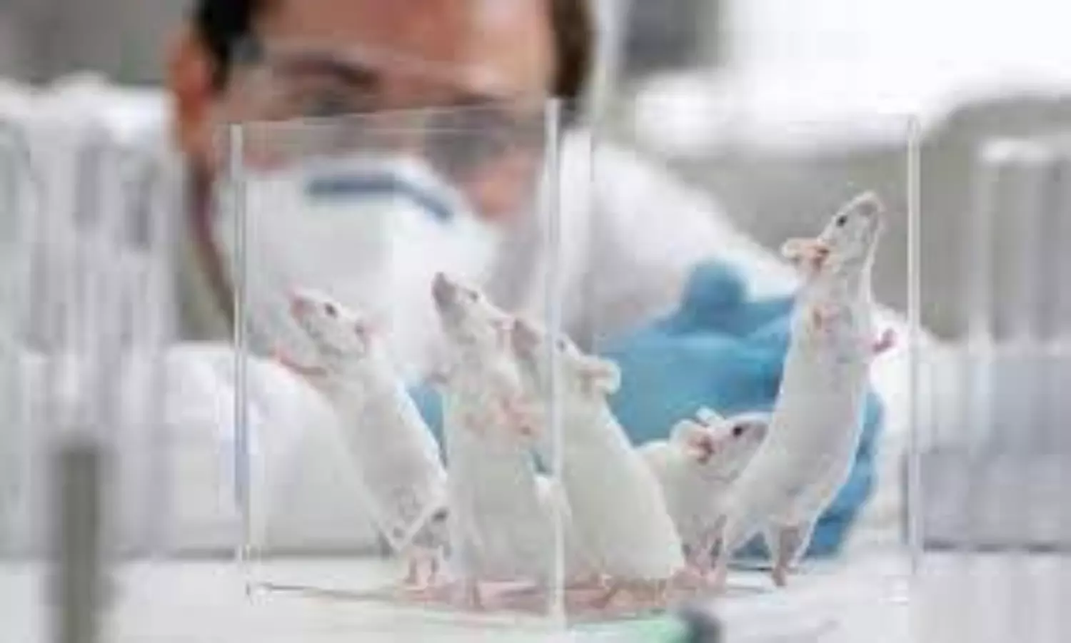 mice